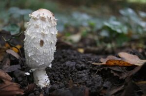 SHaggy Mane mushrooms