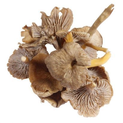 chanterelles mushroom