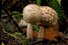 shaggy mushroom