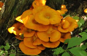 Jack-o-lantern mushrooms