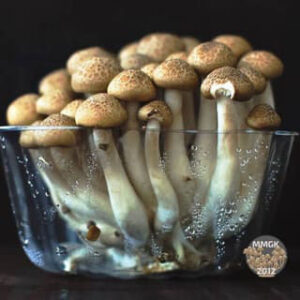 fresh magic mushrooms