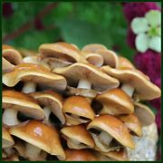 mushroom uk