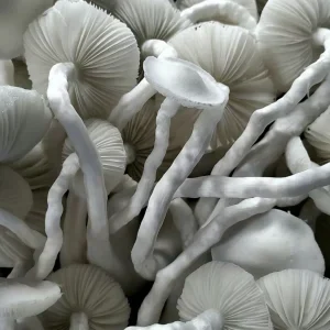 mushroom uk