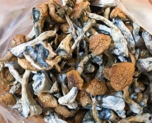 Edible mushroom online in UK