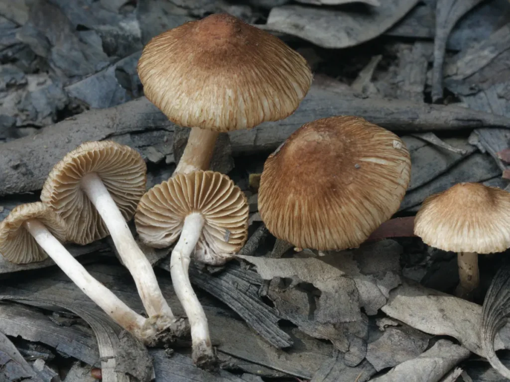 mushroom in uk