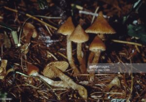 Liberty Cap Mushroom uk