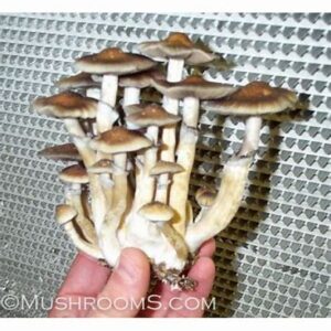 B+ Cubensis Mushroom Spore