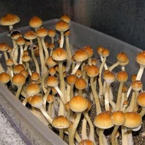 B+ Cubensis Mushroom Spore UK