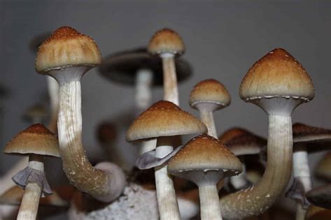 B+ Cubensis Mushroom Spore online