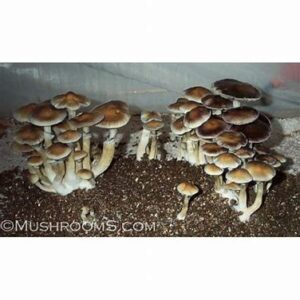 Buy B+ Cubensis Mushroom Spore