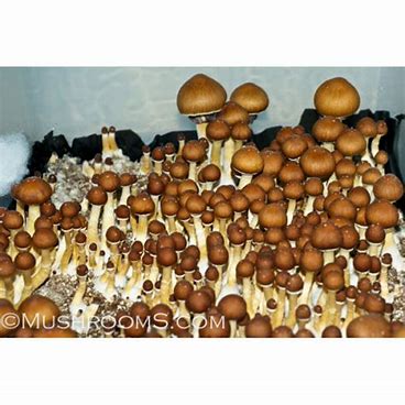 Buy Golden Teacher Mushroom Spores