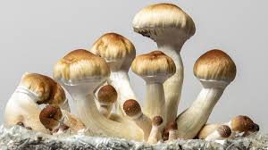 Buy psychedelics mushrooms uk