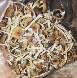 Golden Teacher Mushroom Spores UK