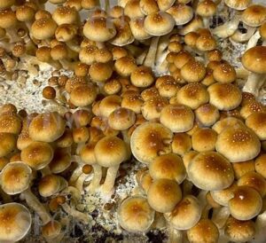 Golden Teacher Mushroom Spores online
