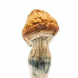 magic mushrooms online in UK