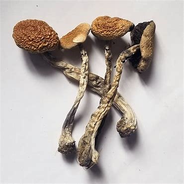 magic mushroom legal in UK
