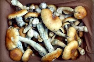 magic mushrooms uk for sale