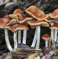 psychedelics mushrooms uk online