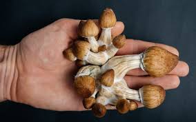 psychedelics mushrooms uk