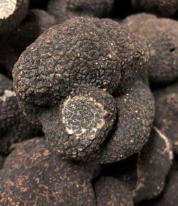 Fresh Perigord Black Winter Truffles