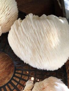 Lion's Mane Mushroom Tea