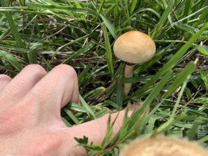 Psilocybe cubensis