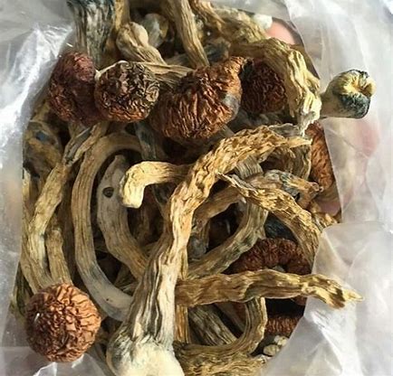 Psilocybe cubensis