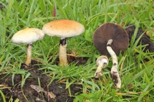 Psilocybe cubensis mushroom