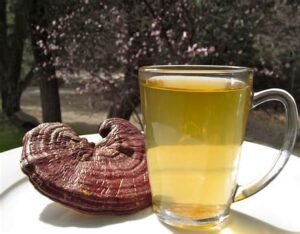 reishi mushroom tea